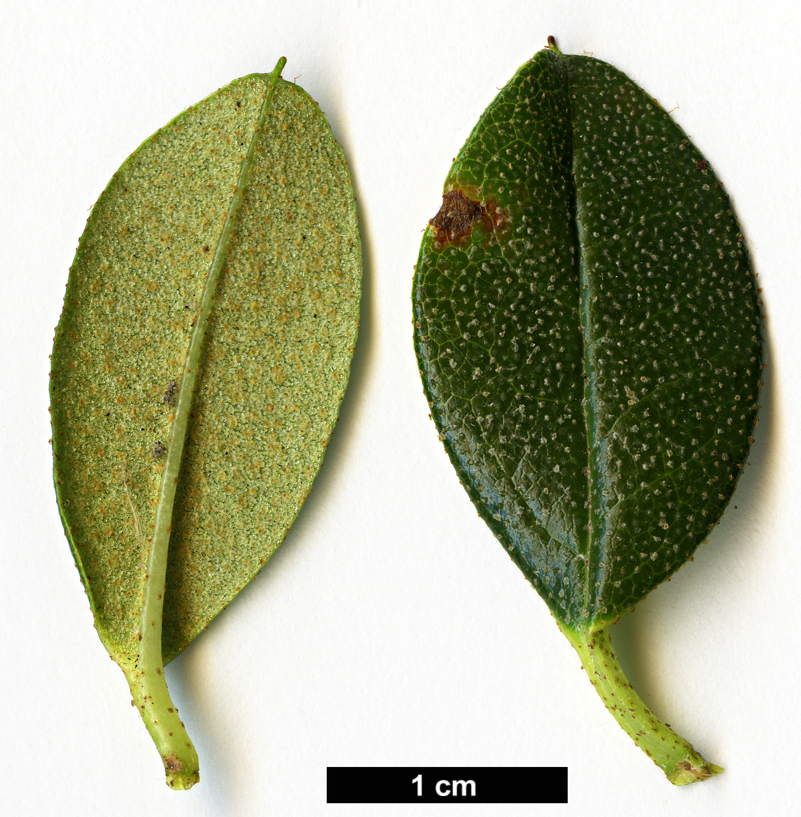 High resolution image: Family: Ericaceae - Genus: Rhododendron - Taxon: cephalanthum - SpeciesSub: subsp. cephalanthum Crebreflorum Group High resolution image: Family: Ericaceae - Genus: Rhododendron - Taxon: cephalanthum - SpeciesSub: subsp. cephalanthum Crebreflorum Group